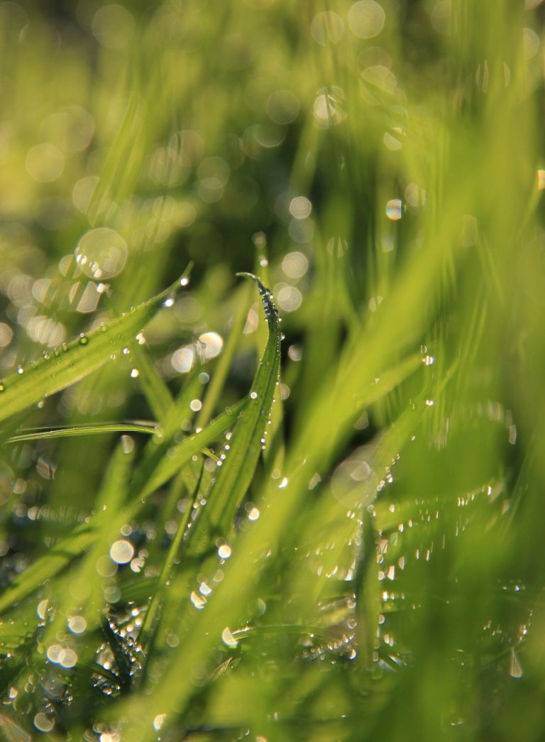 Naturfotografie am Niederrhein – Gräser im Abendlicht