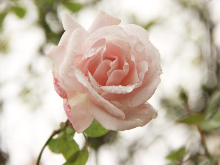 Zarte Rose in Nahaufnahme vor verschwommenem Hintergrund – klassische Blumenfotografie mit sanfter Ästhetik.