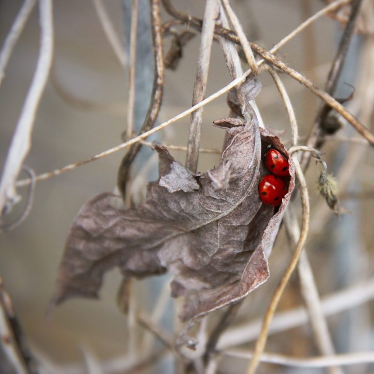Zwei Marienkäfer aneinander gekuschelt auf einem trockenen Blatt – zarte Makrofotografie mit herbstlicher Stimmung.