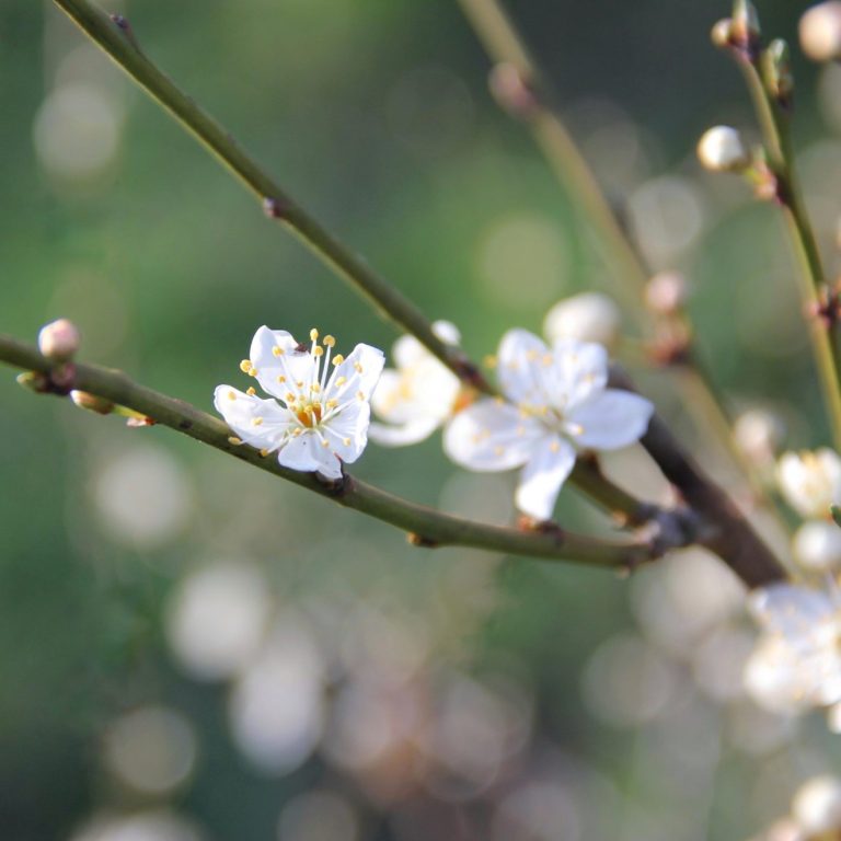 Nahaufnahme einer Kirschblüte am Ast – zarte Frühlingsfotografie mit weicher Lichtstimmung.
