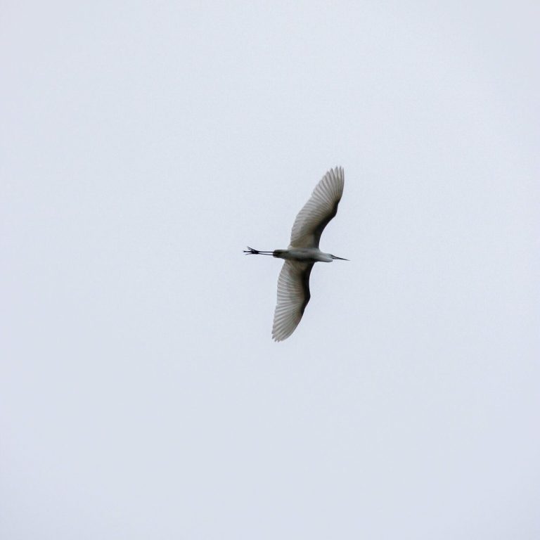 Fliegender Kranich am Himmel – elegante Naturfotografie mit dynamischer Perspektive am Niederrhein.