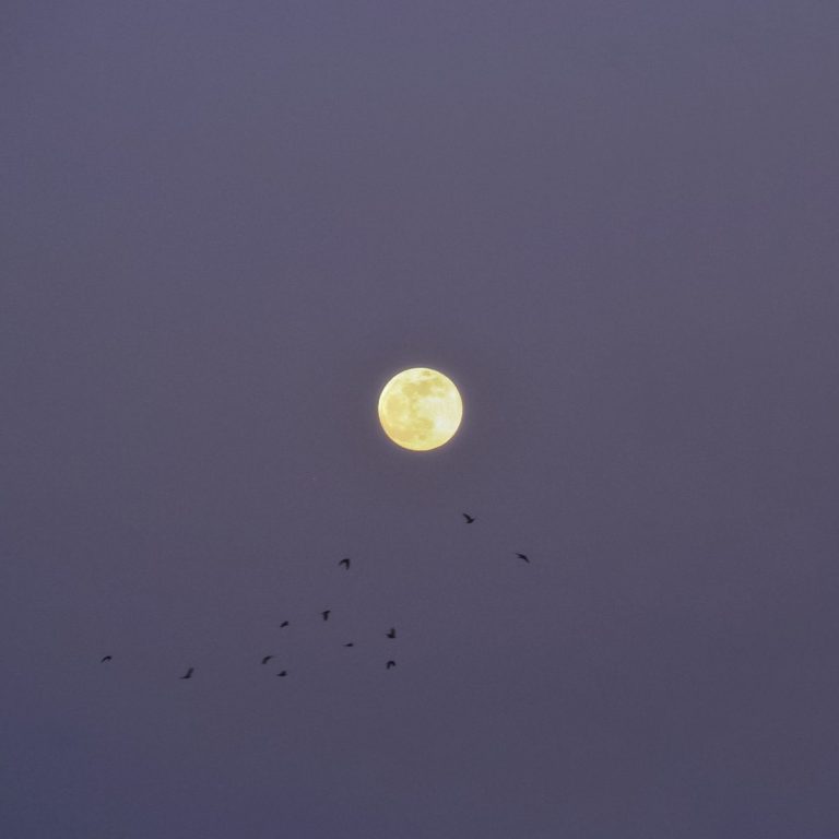 Vollmond am violetten Himmel mit vorbeiziehendem Vogelschwarm – stimmungsvolle Nachtfotografie mit mystischer Atmosphäre.