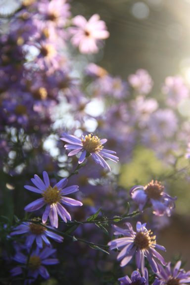 Insektenfreundliche Astern in sanftem Gegenlicht – verträumte Naturfotografie mit weichem Bokeh aus Wegberg.