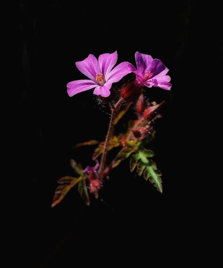 Nahaufnahme eines Storchschnabels im Licht – künstlerische Pflanzenfotografie mit dunklem Hintergrund und gezieltem Lichteinfall.