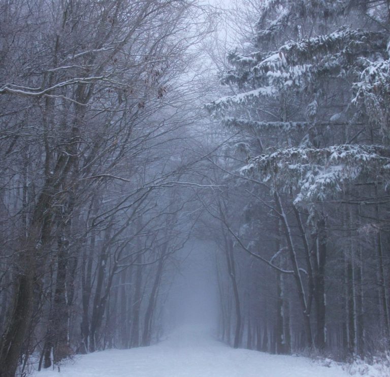 Verwunschener Winterwald im leichten Nebel – stimmungsvolle Schneelandschaft mit märchenhafter Atmosphäre.