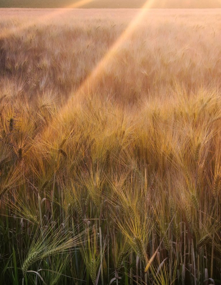 Sommerliches Kornfeld im goldenen Abendlicht – Naturfotografie mit warmen Sonnenstrahlen und sanfter Atmosphäre aus Wegberg.