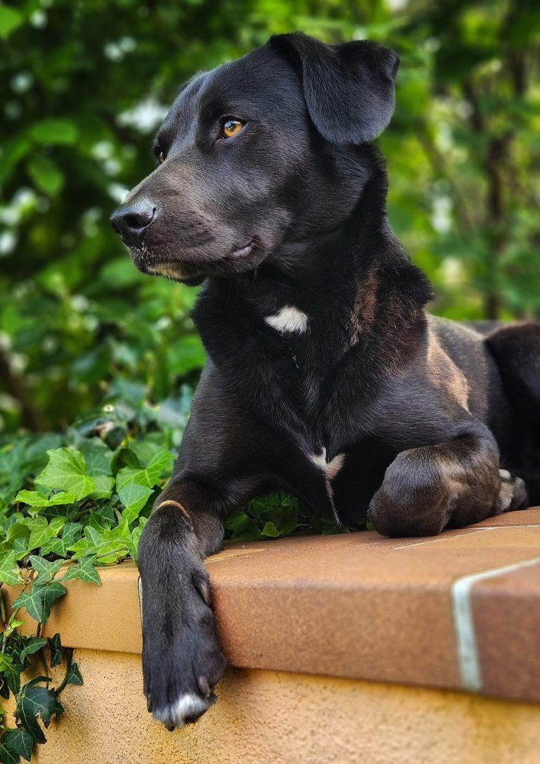 Outdoor-Porträt eines Hundes – ausdrucksstarke Tierfotografie in natürlicher Umgebung.