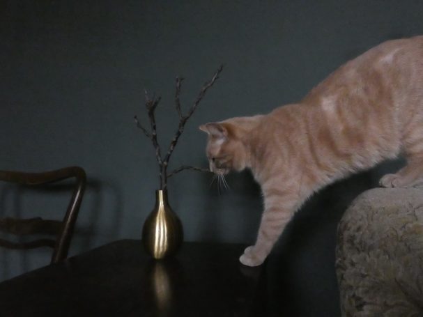 Humorvolle Fotoserie – Katzen inspizieren neugierig eine Stillleben-Kulisse, verspielte und charmante Tierfotografie.