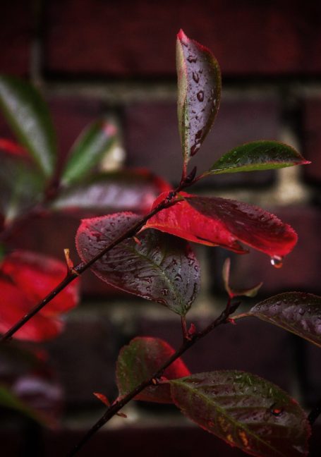 Leuchtend rote Herbstblätter – künstlerische Naturfotografie mit warmen Farben.