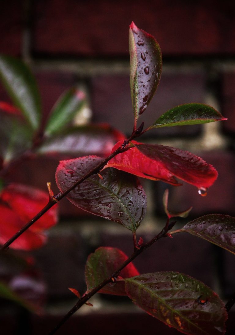 Leuchtend rote Herbstblätter – künstlerische Naturfotografie mit warmen Farben.
